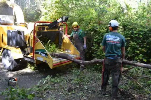 tree services Star